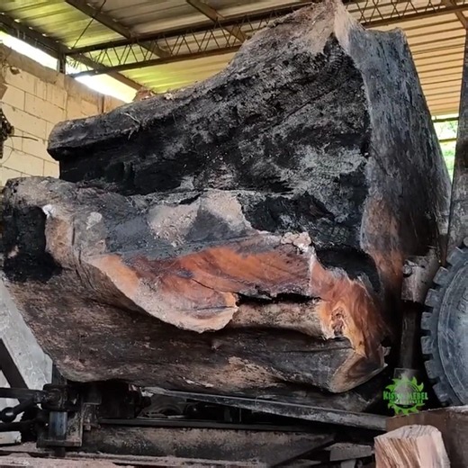 The Extreme Process of Turning Suar Wood #trembesi #woodworking #wood