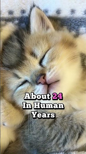 How Old Can Cats Really Get? | Crazy Cat Age Facts!