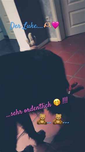 #pinkfloyd #love #dog #funny #music #liebe LUKE ☺️🫶🏼🩷🎼