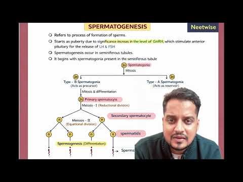 Spermatogenesis | Human Reproduction | NEET Zoology | Class 12th Biology #neetaspirants #neet