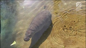 Pool time with Silas! Stop by to see our pygmy hippo the next time you’re at the Zoo. 🎥: Hoofstock Keeper Heather | Houston Zoo