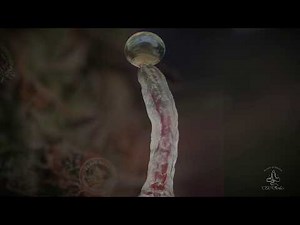 What are Trichomes their purpose and how do they look up close?