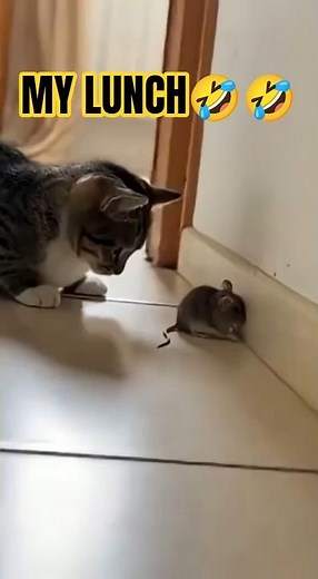 CAT vs MOUSE 🐱🐭 | The Funniest and Most Epic Cat vs Mouse Battle Ever! #cat #mouse #funnyanimals