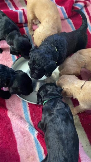 Groodles having some milk before we go outside on the lawn for a little play | South Australian Oodle Breeder