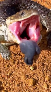 Nature’s tiny rescue mission #wildliferescue #ticks #lizard #bravewilderness | Brave Wilderness