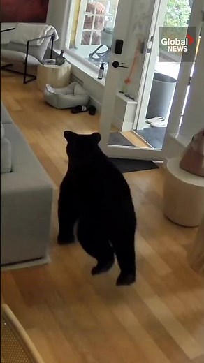Tiny dog defends BC home from big black bear