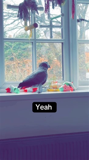 Hilarious African Grey Parrot Speaks: Watch the Funniest Moments!