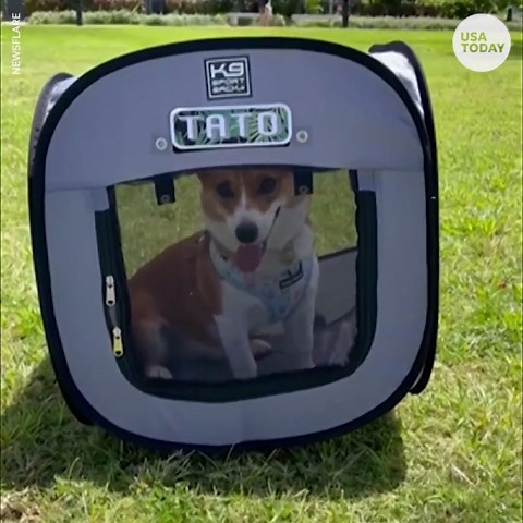 Energetic corgi can't help hopping through the grass