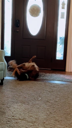 Flerpy Shenanigans: Golden Retriever Fun