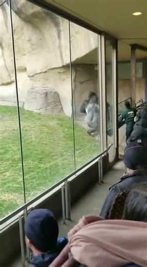 Two Gorillas Suddenly Fight in a Zoo — Staff Rushes In to Stop It!