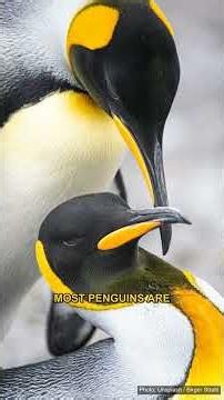 Discover Fascinating Penguin Facts You Didn't Know