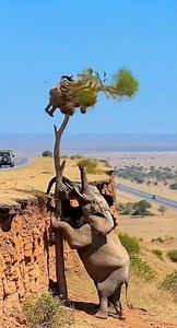 Elephant 🐘 Rages at an American Leopard 🐆 on the Cliffside Road ⛰️💥🔥