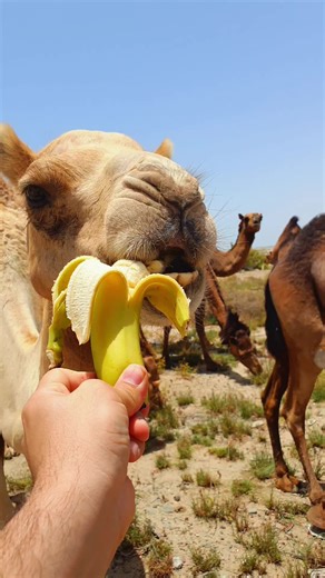 Funny Moments of Animals Chewing Gum