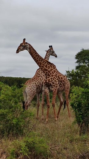 14K views · 239 reactions | Giraffe bulls courtship #wild #epic #leo #lions #wildlife #nature #animals #amazing | African Bush Kingdom | Facebook