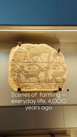 Step into ancient Egypt through this beautifully carved limestone relief — a glimpse into the daily lives of farmers and fishermen over 4,000 years ago. The sunk relief technique and traces of red pigment reveal both artistry and symbolism that flourished in tomb decoration. Now preserved at the Grand Egyptian Museum #GrandEgyptianMuseum #AncientEgypt #EgyptianArt #DailyLife #LimestoneRelief #GEMCollection | Ashraf El Bardisy