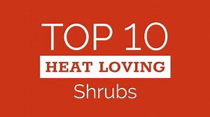 11K views · 327 reactions | It takes special types of flowering shrubs to survive life in extra warm spots... | Proven Winners | Facebook