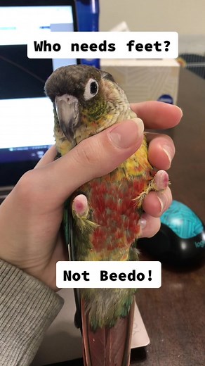 Beedo the Green Cheek Conure Gliding on Little Nubs