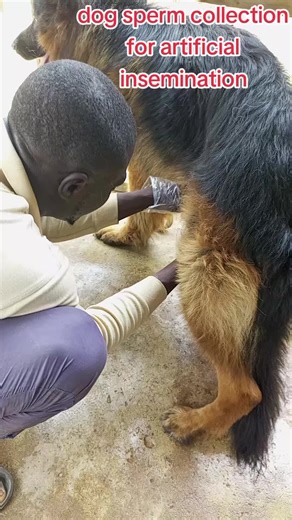 Dog sperm collection for artificial insemination process..
