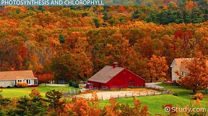 Accessory Pigments in Plants | Definition, Roles & Types - Video | Study.com