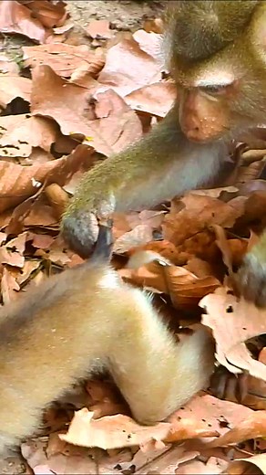 Sadnest abandoned monkey | Monkey Magic