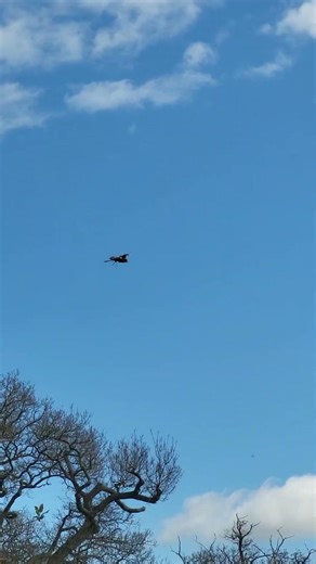 RED-BACKED HAWK DIVE!
