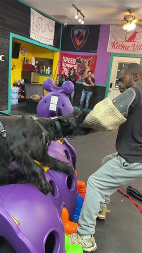 Effective Bite Work Training for Giant Schnauzers