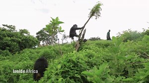 Ngamba Island the home of orphaned chimps | CNN