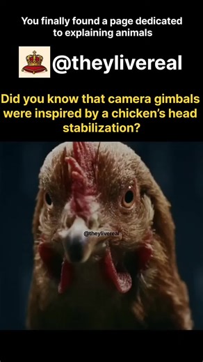 In this video, you can see how chickens keep their heads perfectly steady even while moving, and how this natural balance mechanism inspired modern camera gimbals. Nature’s built-in stabilization system became the foundation for smoother, shake-free footage in today’s technology. 🐔📸 #science #technology #nature #gimbal #camera