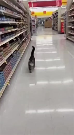 cute cat wants her to get tuna #cats #adorable #tuna
