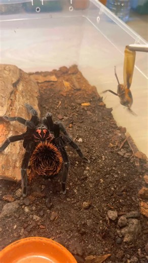 6.7K views · 4.2K reactions | Non-Tarantula friend watches feeding...