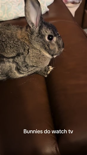 Bunnies Watching TV: A Fun Look at Rabbit Entertainment
