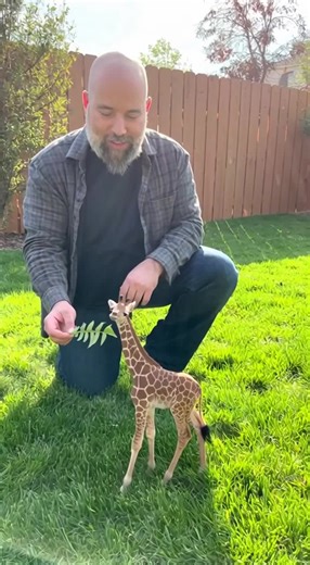 Tiny Giraffe: The Cutest Animal You Must See