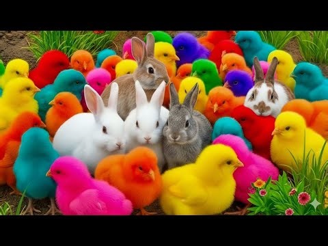 Tangkap Ayam Lucu, ayam warna warni, ayam rainbow, kelinci lucu, bebek lucu, ikan koi, Hewan Lucu