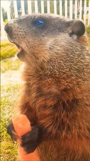 Mr. Sparkle Sings Rock Me Amadeus By Falco 🥕🐾 #groundhog #sing #amadeus #cute #adorable #falco