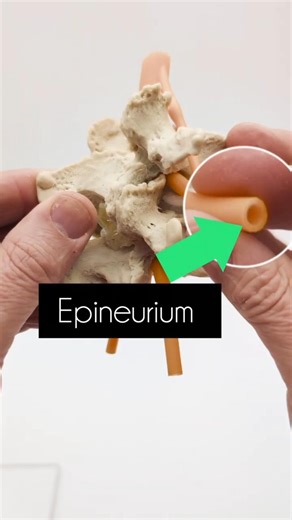 Nerve Modelling of the Epineurium and Dura