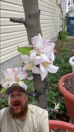 Apple Trees in pots. #apple #gardening