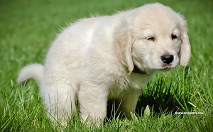 Most Common Dog Potty Problems And Solutions | 2025