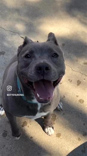 8.1K views · 75 reactions | Pet of the Week: Ruby – Zoom Queen of...