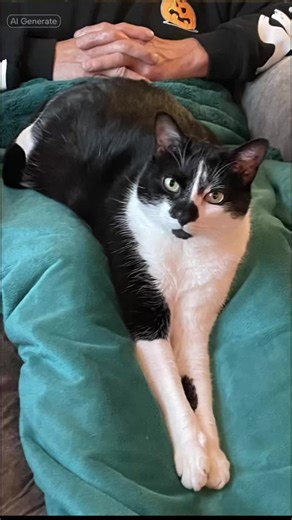 Merry Christmas from Skinny Pete!! #cat #fyp #tuxedocat