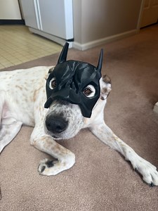 3D Printed Bat Mask for Dogs - Etsy
