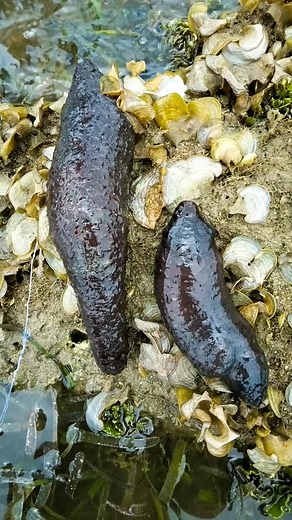 9.9K views · 138 reactions | Sea cucumber benefits.#highlights | Precious Vlog | Facebook