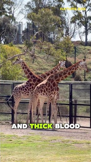 Why Giraffes Don’t Faint When They Bend Down 😲