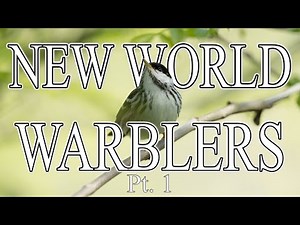 New World Warblers | Bird Photography | Warbler Migration