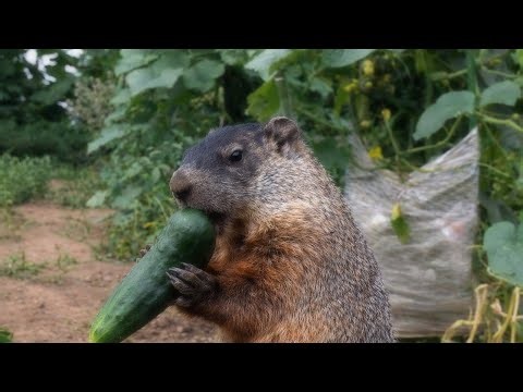 A Groundhog Kept Stealing His Vegetables — What Happened Next Changed Everything