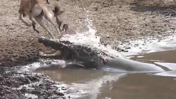 Crocodile Attacks Impala But Misses