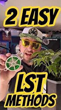 👉 LST Cannabis for Beginners 🌱 Grow Bigger Plants with These 2 Tricks