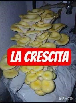 Crescita funghi galletti in 3 giorni