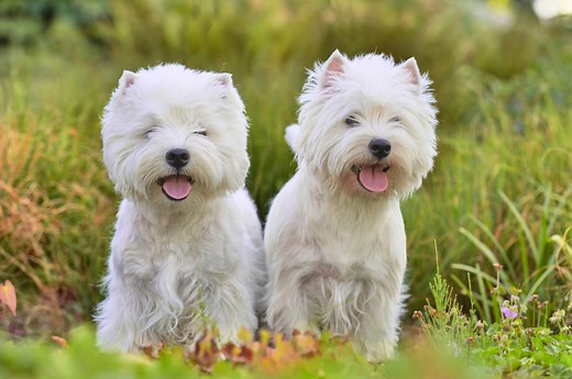 The West Highland White Terrier: A Comprehensive Breed Guide