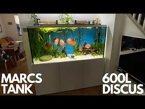 VISITING MARCS STUNNING 600 LITRE DISCUS AQUARIUM