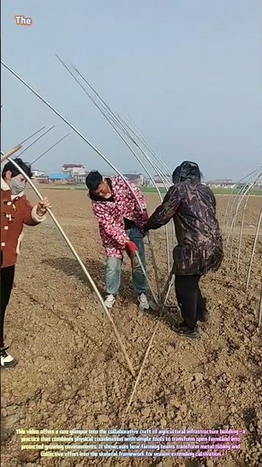 Teamwork in the Field: Watch Farmers Build a Greenhouse Frame Together! 🌱🏗️